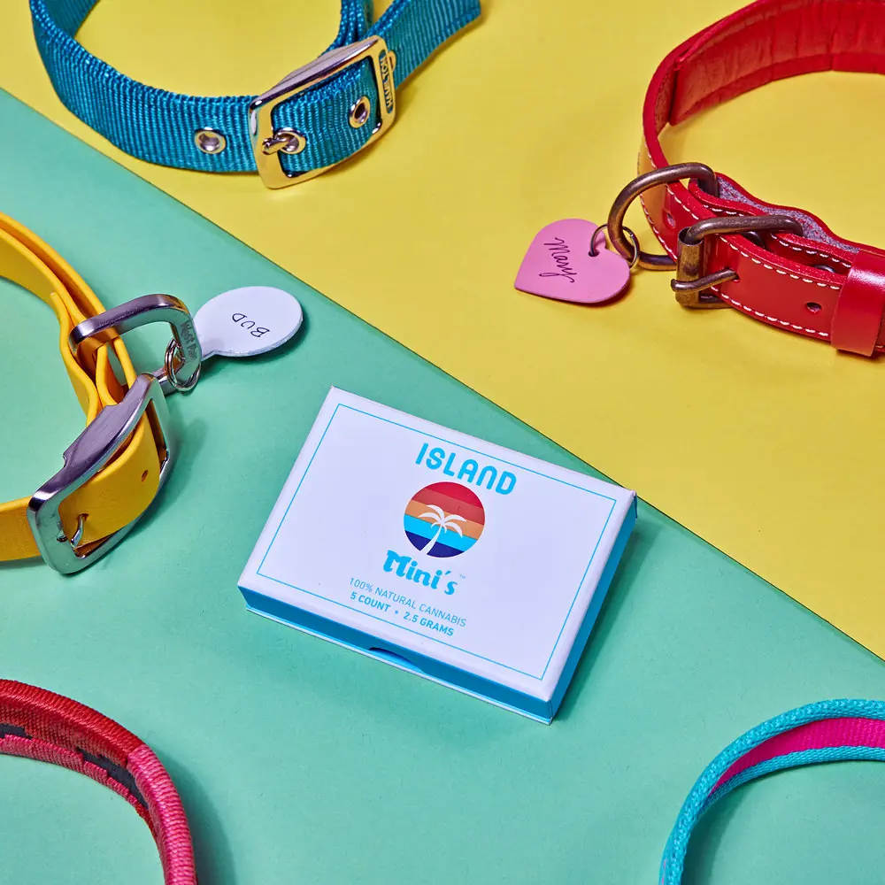 Colorful product still life with leash, collar, and package