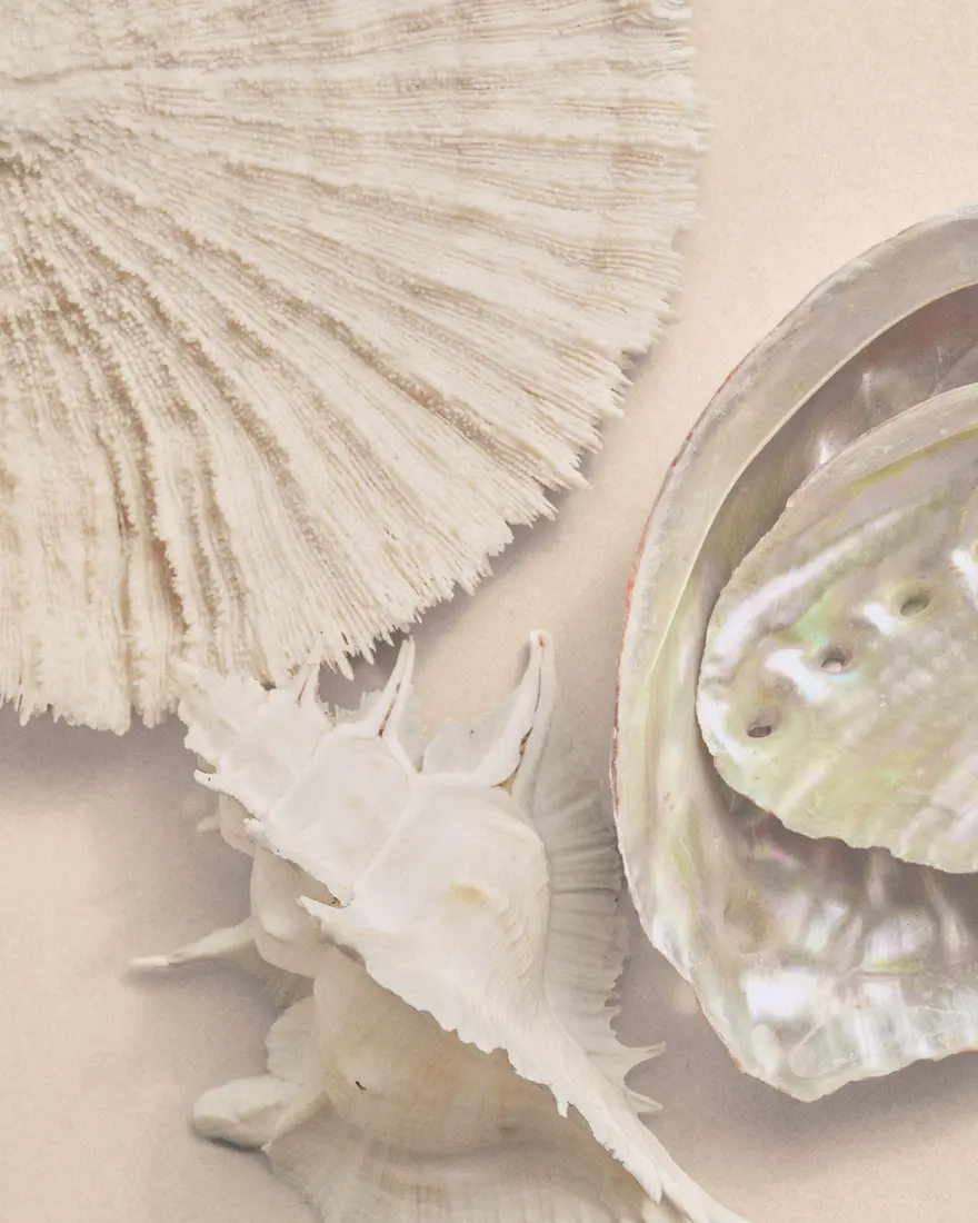 Tonal arrangement of white shells and textured objects photographed from above